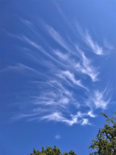 054 foto MVervoorn IMG_20190608_160214786 (2).jpg